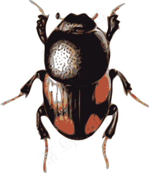 昆虫，甲虫的剪辑艺术