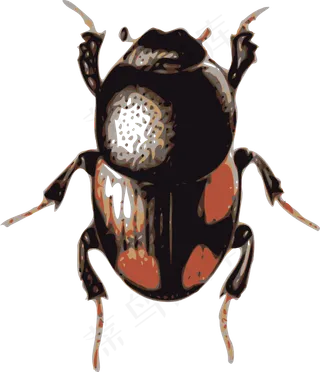 昆虫，甲虫的剪辑艺术