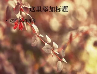 很有感觉的唯美植物图片大全(4)...