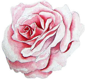水彩手绘欧式小清新花朵玫瑰花插画设...