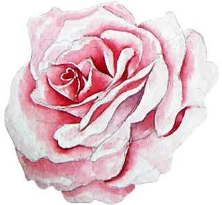 水彩手绘欧式小清新花朵玫瑰花插画设...