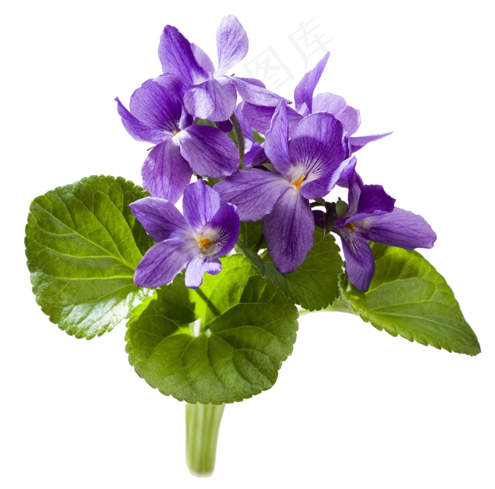 鲜花母亲节花卉素材中国风牡丹梅花素...