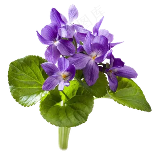 鲜花母亲节花卉素材中国风牡丹梅花素...