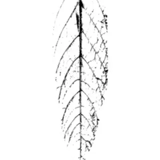 3D树木植物模型