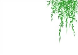 细叶