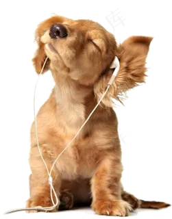 听音乐的小狗 听音乐的小狗