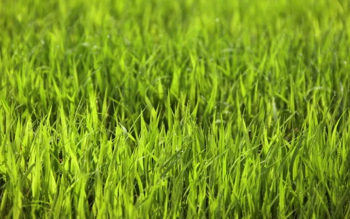 阳光下的秧苗图片