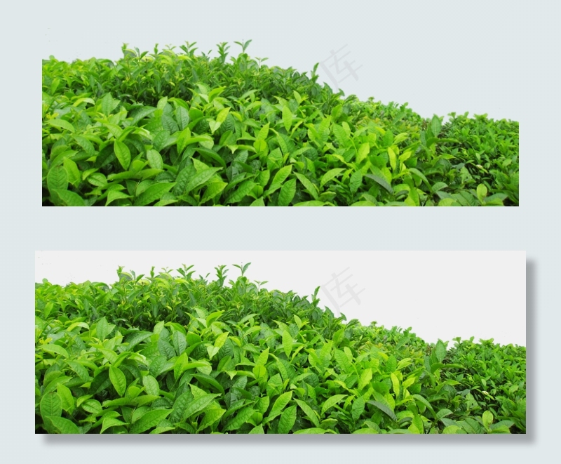 绿色茶叶绿茶树叶海报PNG素材