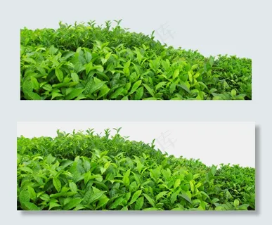 绿色茶叶绿茶树叶海报PNG素材