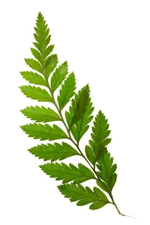 绿色植物叶子图片素材 绿色植物叶子图片素材