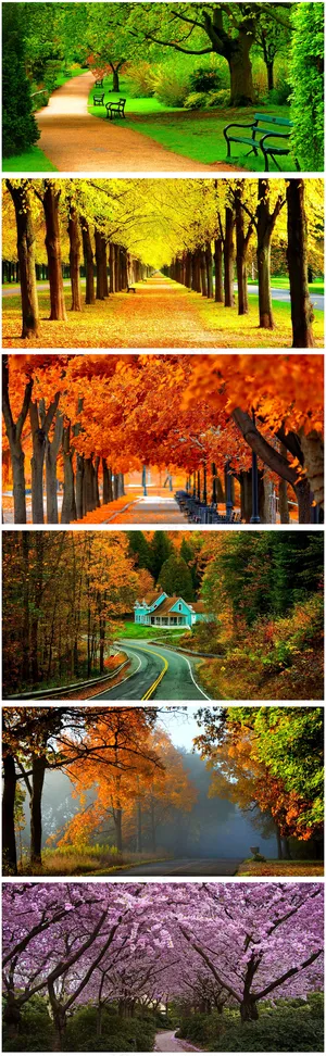 树木美景 树木美景