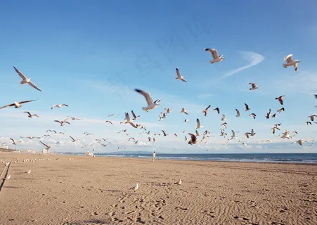 起飞的海鸥图片 起飞的海鸥图片