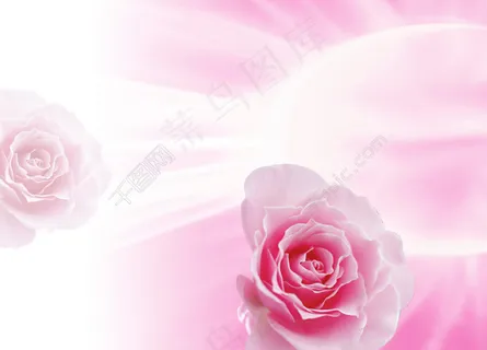 玫瑰背景 玫瑰背景