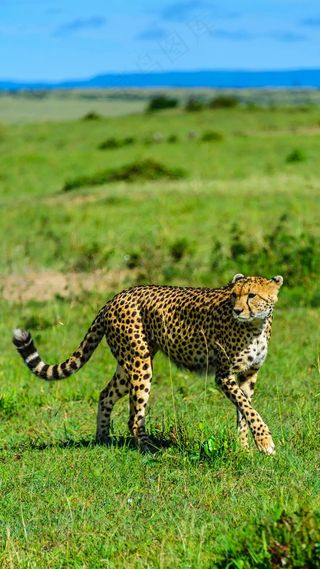 豹子高清摄影图片