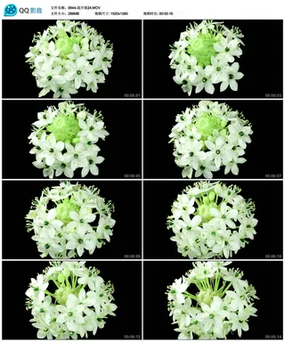 花朵开放高清实拍视频素材