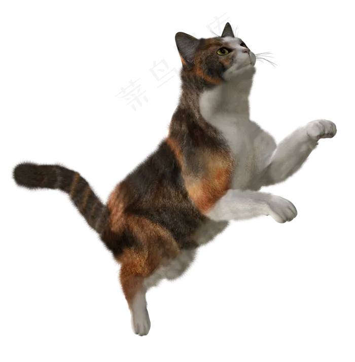 跳跃的小猫图片免抠png透明图层素材