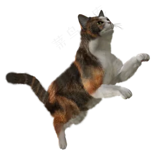 跳跃的小猫图片免抠png透明图层素材