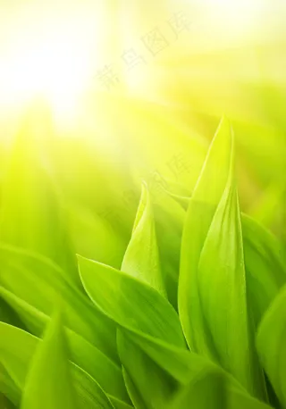 绿色叶子背景高清图片