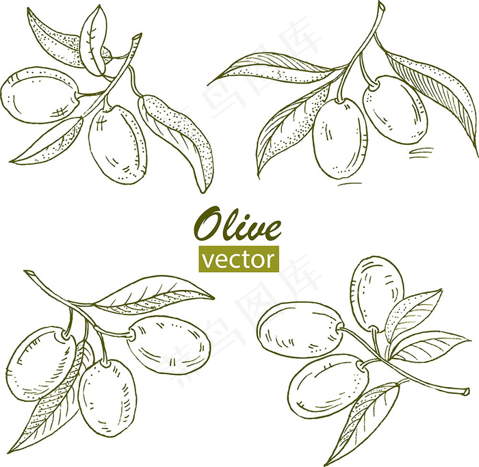 橄榄油草图贴瓶