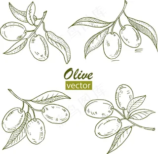 橄榄油草图贴瓶