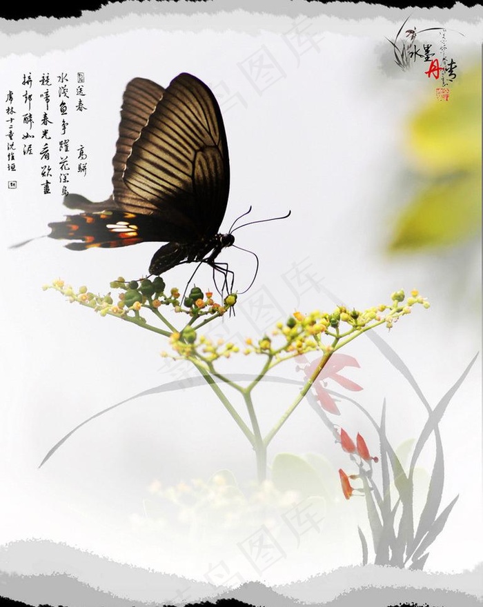 蝶恋花图片