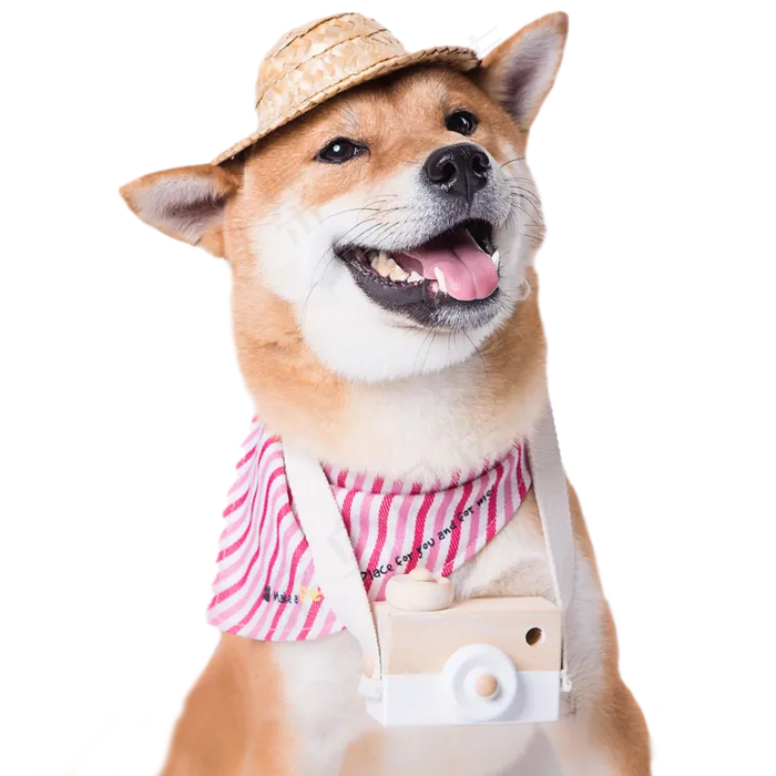 狗狗