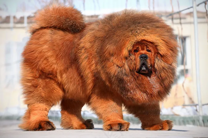 中华藏獒图片