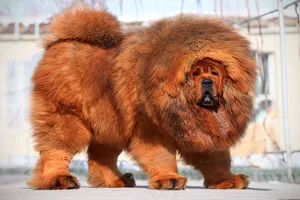 中华藏獒图片
