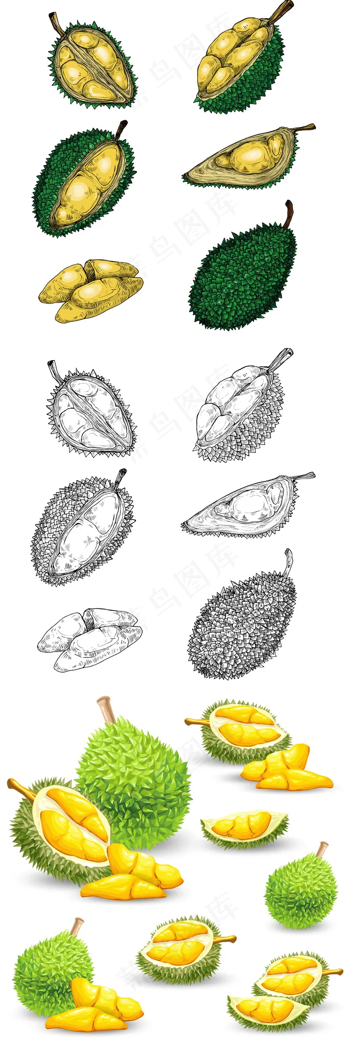 榴莲矢量插画设计元素