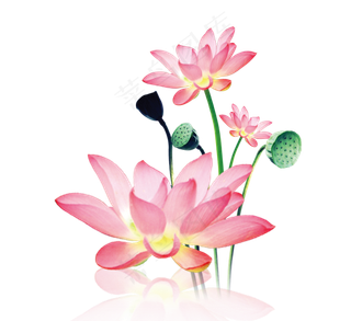 中国特色高风亮节廉政荷花PNG素材
