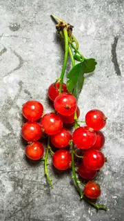 红色果实高清摄影图片 红色果实高清摄影图片