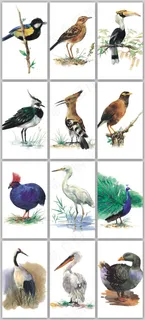 高清手绘插画水彩飞行鸟类素材