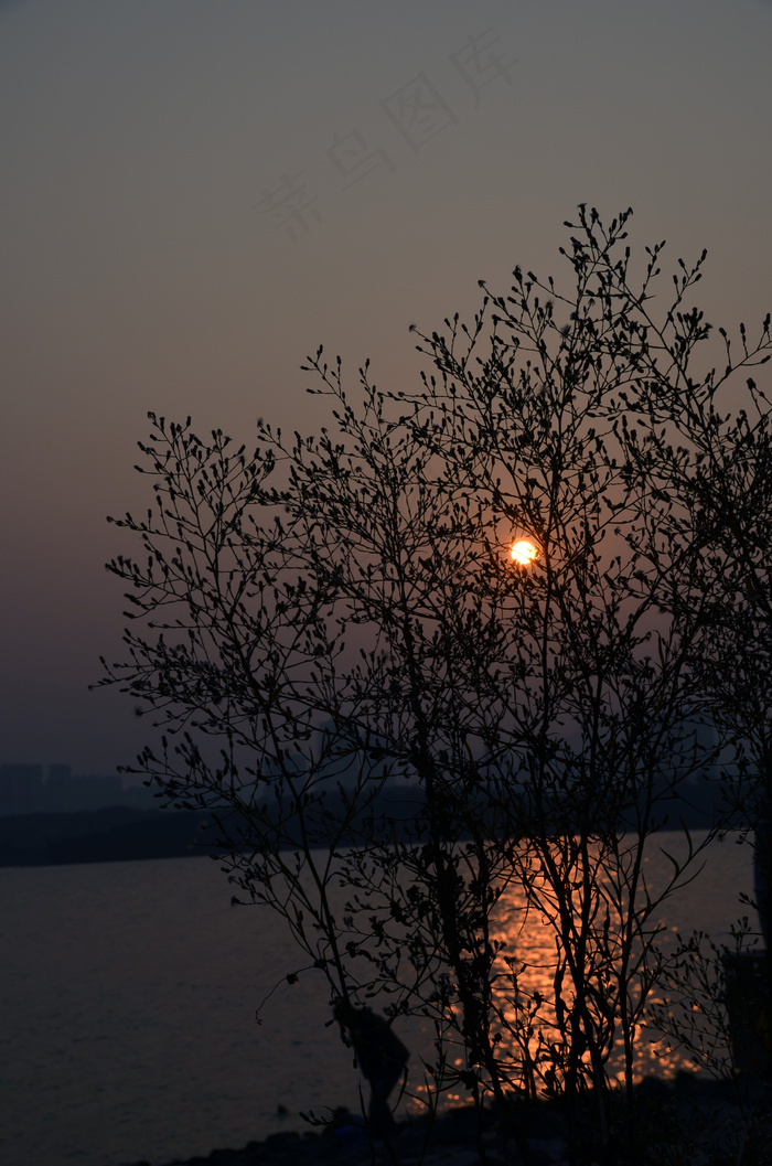 红树林海岸线夕阳西下图片