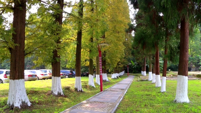 秋天绿色黄色对比行道树整齐