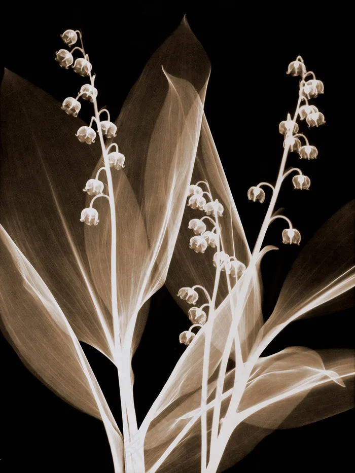 高清透明花朵抽象素材下载