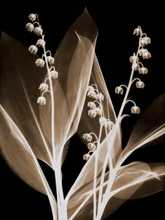 高清透明花朵抽象素材下载