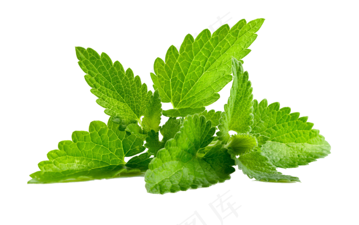 薄荷叶透明素材