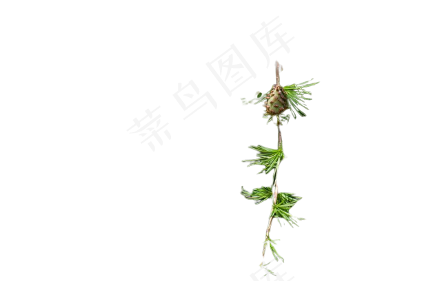 欧洲落叶松-removebg-preview