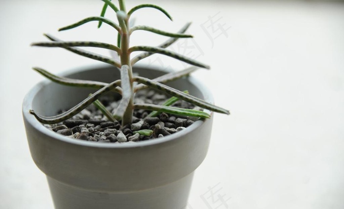 室内植物图片