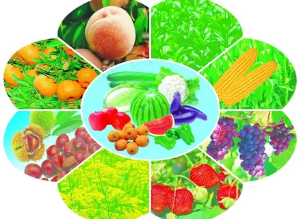 水果蔬菜图片