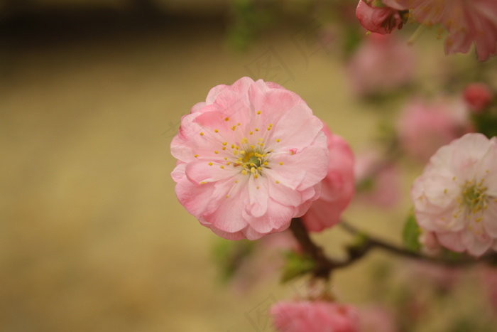 桃花图片