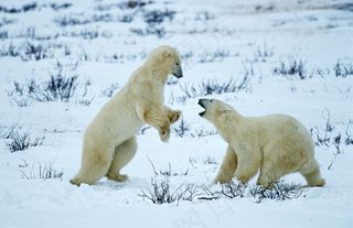 雪地上两只玩耍的北极熊