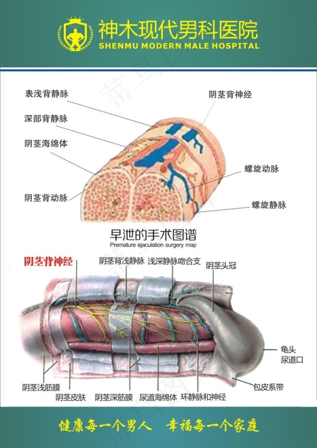 早泄手术背神经图谱cdr矢量模版下载