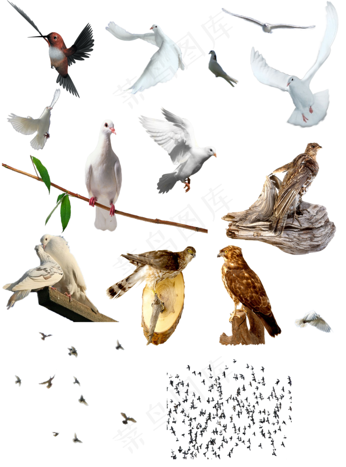 精品鸽子大雁雄鹰鸟类素材合辑