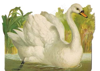 免抠png图片ps素材天鹅