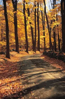 秋天的林间小路美景 秋天的林间小路美景