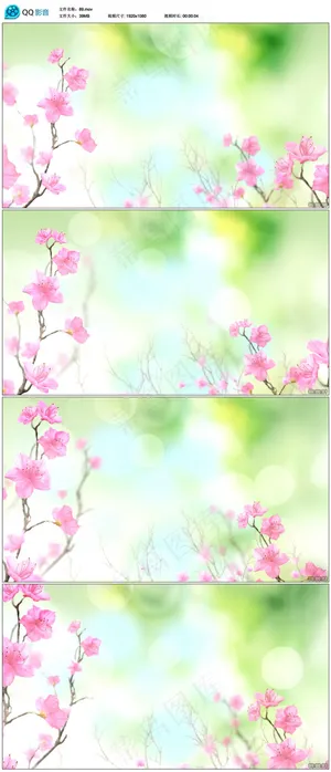 花开视频素材 花开视频素材