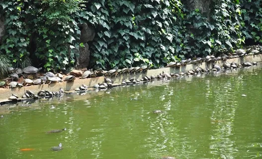甲鱼图片 甲鱼图片