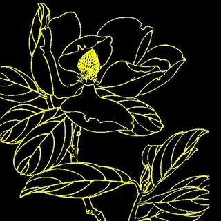 白描花卉 矢量CDR_07