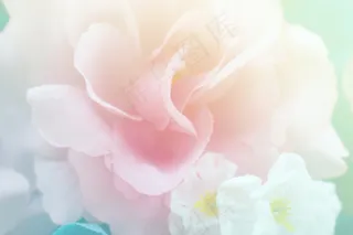 玫瑰花花瓣高清图片背景